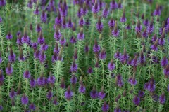 Eusteralis deccanensis